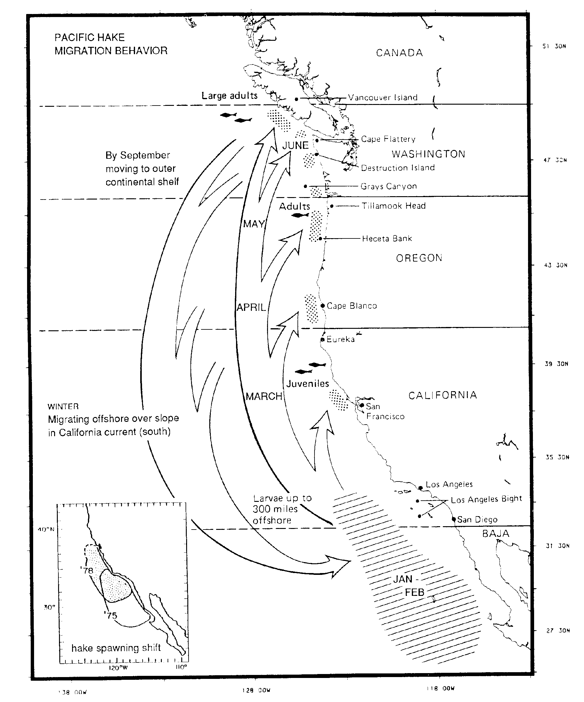 hake migration